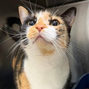 Domestic Short Hair Cats Available for Adoption - Harmony 2 | PetCurious