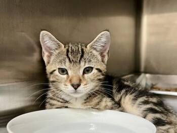 Tanner -  Domestic Short Hair Cat for Adoption in Honolulu, Hawaii - Tanner | PetCurious