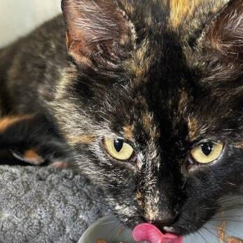 Torti -  American Shorthair Cat Available for Adoption in Poplar Bluff, Missouri - Torti | PetCurious