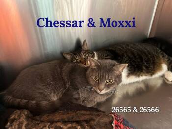 Domestic Short Hair Cats Available for Adoption in Oak Ridge, Tennessee - Chessar And Moxxi - Bonded Pair | PetCurious