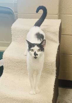 Priya -  Tuxedo and Domestic Short Hair Cat for Adoption in Seabrook, Texas - Priya | PetCurious