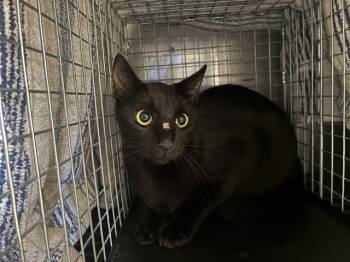 BRANDY -  Domestic Short Hair Cat for Adoption in Fort Myers, Florida - BRANDY | PetCurious