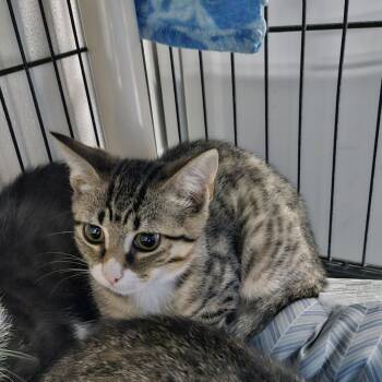 Do Si Do -  Domestic Short Hair Cat for Adoption in Ridgely, Maryland - Do Si Do | PetCurious