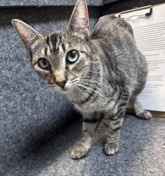 Tabitha -  Domestic Short Hair Cat for Adoption in Dyersburg, Tennessee - Tabitha | PetCurious
