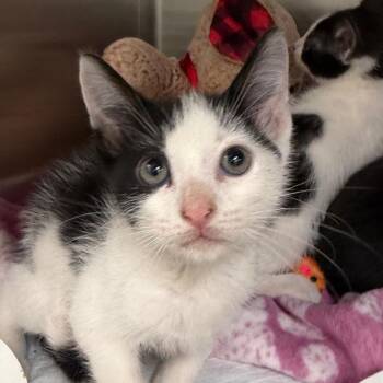 Phil -  Domestic Short Hair Cat for Adoption in West Palm Beach, Florida - Phil | PetCurious