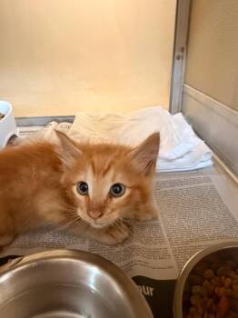 Domestic Short Hair Cats Available for Adoption in Douglasville, Georgia - Flash | PetCurious