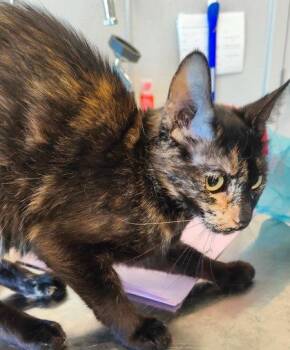 Ocean (O6) -  Domestic Short Hair Cat for Adoption in Lafayette, Indiana - Ocean (O6) | PetCurious