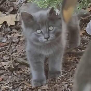 Rescue Domestic Long Hair Cats for Adoption in Jacksonville, Oregon - Freddy | PetCurious