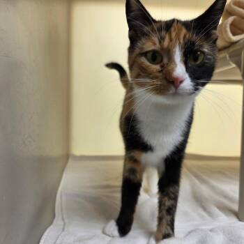 Two Face -  Domestic Short Hair Cat for Adoption in Harrisonburg, Virginia - Two Face | PetCurious
