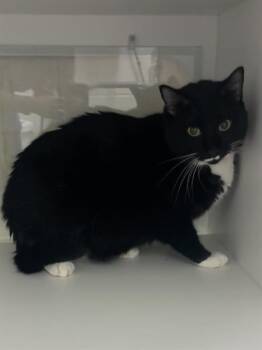 MIA -  Domestic Short Hair Cat for Adoption - MIA | PetCurious
