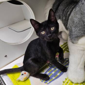 Rescue Domestic Short Hair Cats for Adoption in League City, Texas - Pan | PetCurious