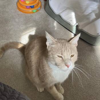 Lilo -  Domestic Short Hair Cat for Adoption in Winston-salem, North Carolina - Lilo | PetCurious