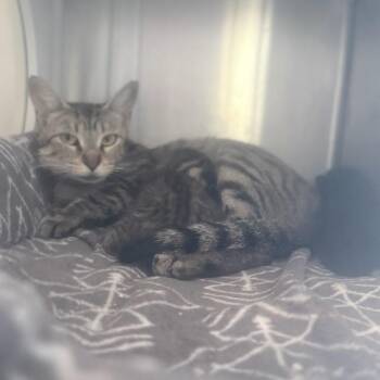 HELENA -  Domestic Short Hair Cat for Adoption in Tustin, California - HELENA | PetCurious