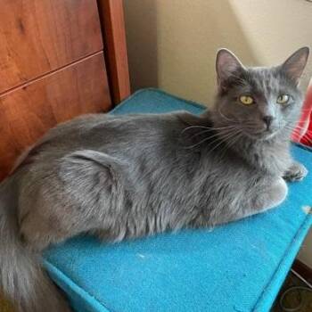 Domestic Medium Hair Cats Available for Adoption in Warr Acres, Oklahoma - Mozart | PetCurious