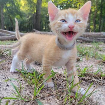 Jimbo -  Domestic Short Hair Cat for Adoption in Houston, Texas - Jimbo | PetCurious