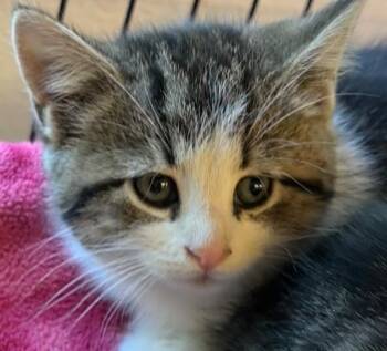 Domestic Short Hair Cats Available for Adoption in Elizabethton, Tennessee - Buttercup | PetCurious