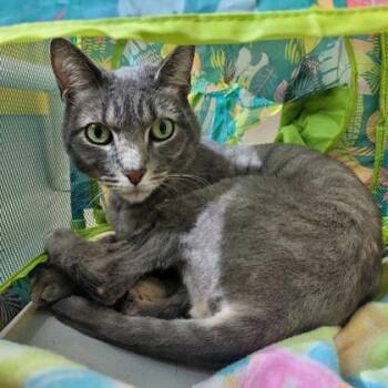 Domestic Short Hair Cats Available for Adoption in Largo, Florida - Crunch | PetCurious