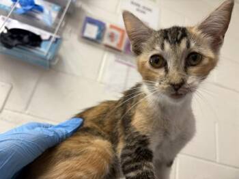 LADY -  Domestic Short Hair Cat for Adoption in San Bernardino, California - LADY | PetCurious