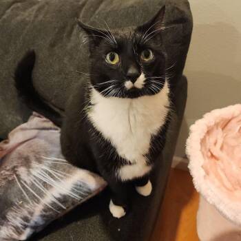 Corndog -  Domestic Short Hair Cat for Adoption in Belleville, Illinois - Corndog | PetCurious