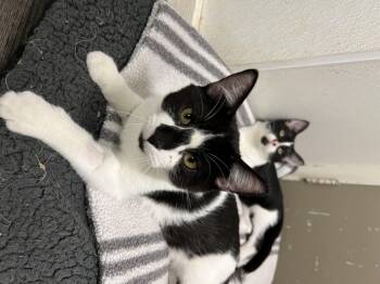 Rescue Domestic Short Hair Cats for Adoption in Spencer, Iowa - Fred (BONDED W/ EDDY) | PetCurious