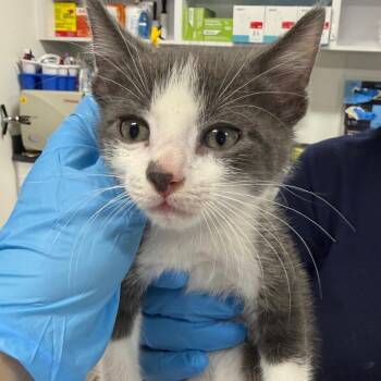 Domestic Short Hair Cats Available for Adoption in Newark, New Jersey - AHNJ-Stray-119799 | PetCurious