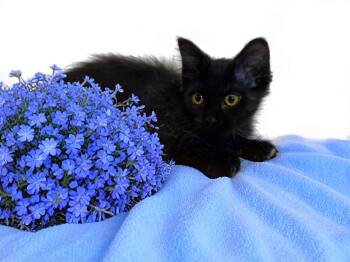 SKY -  Domestic Medium Hair Cat for Adoption in Graham, Washington - SKY | PetCurious