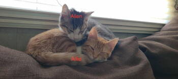 Rescue Domestic Short Hair and Tabby Cats for Adoption in Morehead, Kentucky - Alien | PetCurious