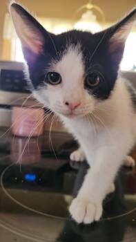 Rescue Domestic Short Hair Cats for Adoption in Kirklin, Indiana - Pippin | PetCurious