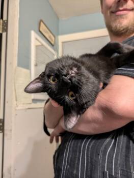Doodad -  Domestic Short Hair Cat for Adoption in Mineral Point, Wisconsin - Doodad | PetCurious