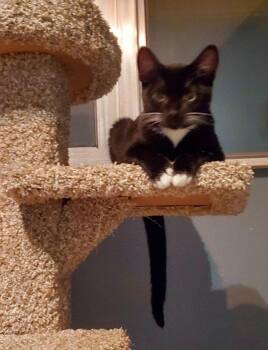 Disney (+Sibling) -  Domestic Short Hair Cat for Adoption in Richmond Hill, Ontario - Disney (+Sibling) | PetCurious