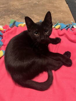 Rescue Domestic Short Hair Cats for Adoption in Alexandria, Virginia - Tsunami - KITTEN In Foster | PetCurious