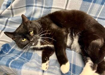 Domestic Short Hair Cats Available for Adoption - Lapel | PetCurious