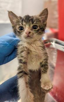 Midnight -  Domestic Medium Hair and Domestic Short Hair Cat for Adoption in Fresno, California - Midnight | PetCurious