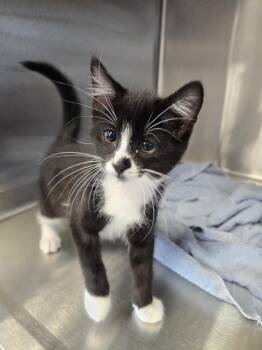 Snap -  Domestic Short Hair Cat for Adoption in Wellington, Kansas - Snap | PetCurious