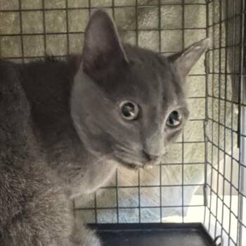 Lady Grey -  Domestic Short Hair Cat for Adoption in Des Moines, Iowa - Lady Grey | PetCurious