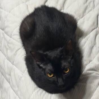 Domestic Short Hair Cats Available for Adoption in Laurel, Mississippi - Poppy | PetCurious