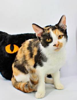 Pumpkin -  Domestic Short Hair Cat for Adoption in Morton Grove, Illinois - Pumpkin | PetCurious