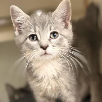 Pooh -  Domestic Short Hair Cat for Adoption in South Elgin, Illinois - Pooh | PetCurious