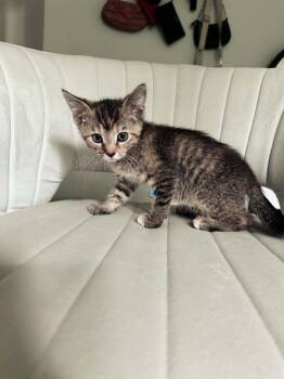 Umi -  Domestic Short Hair Cat for Adoption in Homer Glen, Illinois - Umi | PetCurious