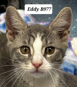 Eddy -  Domestic Short Hair Cat for Adoption in Morganton, North Carolina - Eddy | PetCurious