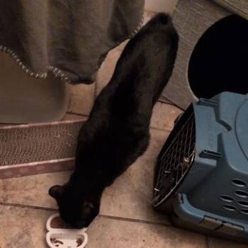 Japanese Bobtail Cats Available for Adoption in Baytown, Texas - Bobtail Midnight | PetCurious