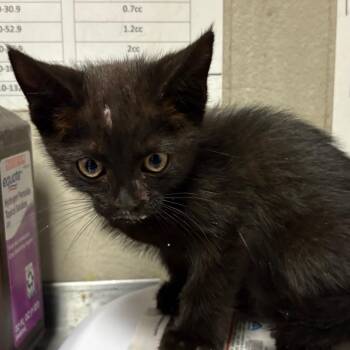 Domestic Short Hair Cats Available for Adoption in Yuma, Arizona - Talon | PetCurious
