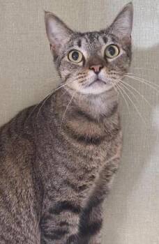 Dave the Fave of Extraordinary Felines -  Tabby Cat for Adoption in Tulsa, Oklahoma - Dave The Fave Of Extraordinary Felines | PetCurious