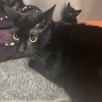 Binx -  Domestic Short Hair Cat for Adoption in Port Charlotte, Florida - Binx | PetCurious