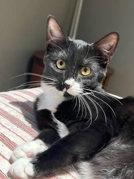 Rescue Domestic Short Hair Cats for Adoption in Powder Springs, Georgia - PURRDY | PetCurious