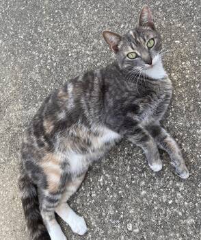 Domestic Short Hair Cats Available for Adoption - Rachel 9.9.24 | PetCurious