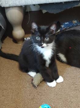 Dean Martin -  Domestic Short Hair Cat for Adoption in Pasco, Washington - Dean Martin | PetCurious