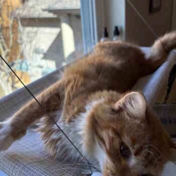 Domestic Medium Hair Cats Available for Adoption - Canelo / Cinnamon | PetCurious