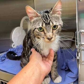 Buckaroo C12155 -  Domestic Short Hair Cat for Adoption - Buckaroo C12155 | PetCurious