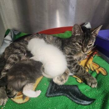 Domestic Short Hair Cats Available for Adoption in Evensville, Tennessee - Abigail | PetCurious
